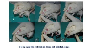 Animal Blood Collection Methods Blood Collection Techniques in Laboratory Animals | PPTX