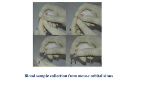Blood Sample Collection Mouse Blood Collection Techniques in Laboratory Animals | PPTX