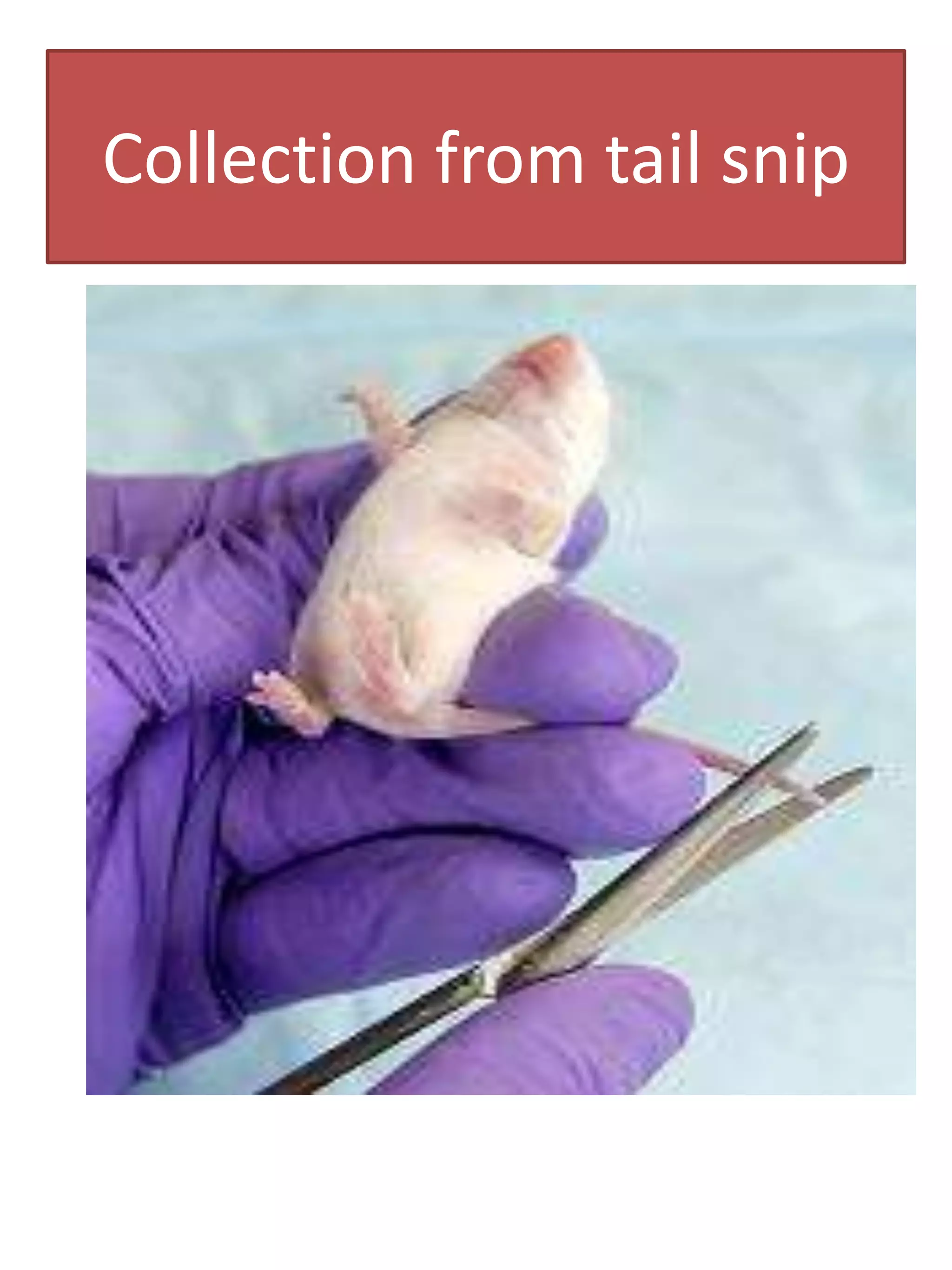 Blood collection techniques from laboratory animals | PPTX