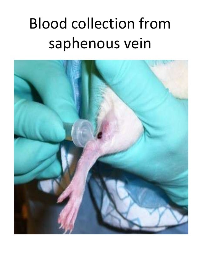 Blood collection techniques from laboratory animals