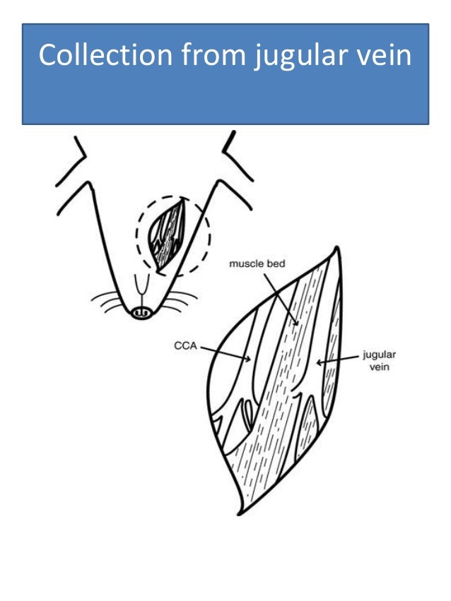 Blood collection techniques from laboratory animals
