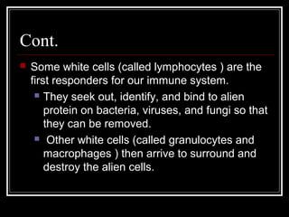 Cont.
 Some white cells (called lymphocytes ) are the
first responders for our immune system.
 They seek out, identify, and bind to alien
protein on bacteria, viruses, and fungi so that
they can be removed.
 Other white cells (called granulocytes and
macrophages ) then arrive to surround and
destroy the alien cells.
 