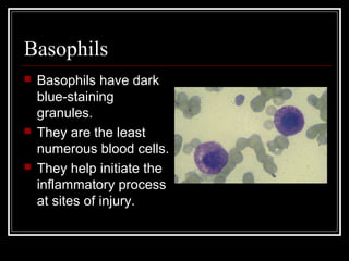 Basophils
 Basophils have dark
blue-staining
granules.
 They are the least
numerous blood cells.
 They help initiate the
inflammatory process
at sites of injury.
 