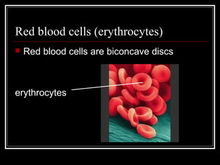 Red blood cells (erythrocytes)
 Red blood cells are biconcave discs
erythrocytes
 