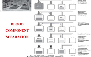 BLOOD
COMPONENT
SEPARATION
 