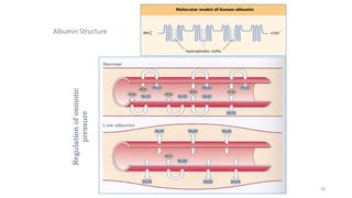 Albumin Structure
18
Regulation
of
osmotic
pressure
 