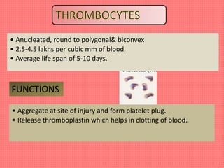 • Anucleated, round to polygonal& biconvex
• 2.5-4.5 lakhs per cubic mm of blood.
• Average life span of 5-10 days.
FUNCTIONS
• Aggregate at site of injury and form platelet plug.
• Release thromboplastin which helps in clotting of blood.
 