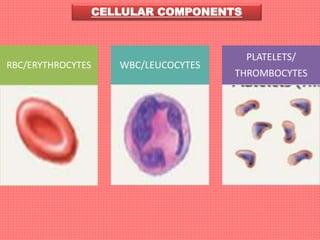 CELLULAR COMPONENTS
RBC/ERYTHROCYTES WBC/LEUCOCYTES
PLATELETS/
THROMBOCYTES
 
