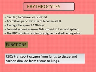 • Circular, biconcave, enucleated
• 4-5 million per cubic mm of blood in adult
• Average life span of 120 days.
• Formed in bone marrow &destroyed in liver and spleen.
• The RBCs contain respiratory pigment called hemoglobin.
FUNCTIONS
RBCs transport oxygen from lungs to tissue and
carbon dioxide from tissue to lungs.
 