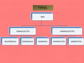 WBC
GRANULOCYTES
NEUTROPHILS EOSINOPHILS BASOPHILS
AGRANULOCYTES
LYMPHOCYTES MONOCYTES
TYPES
 