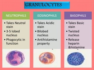 GRANULOCYTES
NEUTROPHILS
• Takes Neutral
stain
• 3-5 lobed
nucleus
• Phagocytic in
function
EOSINOPHILS
• Takes Acidic
stain
• Bilobed
nucleus
• Antihistamine
property
BASOPHILS
• Takes Basic
stain
• Twisted
nucleus
• Release
heparin
&histamine
 