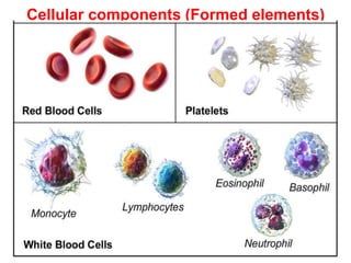 Blood composition and function | PPT