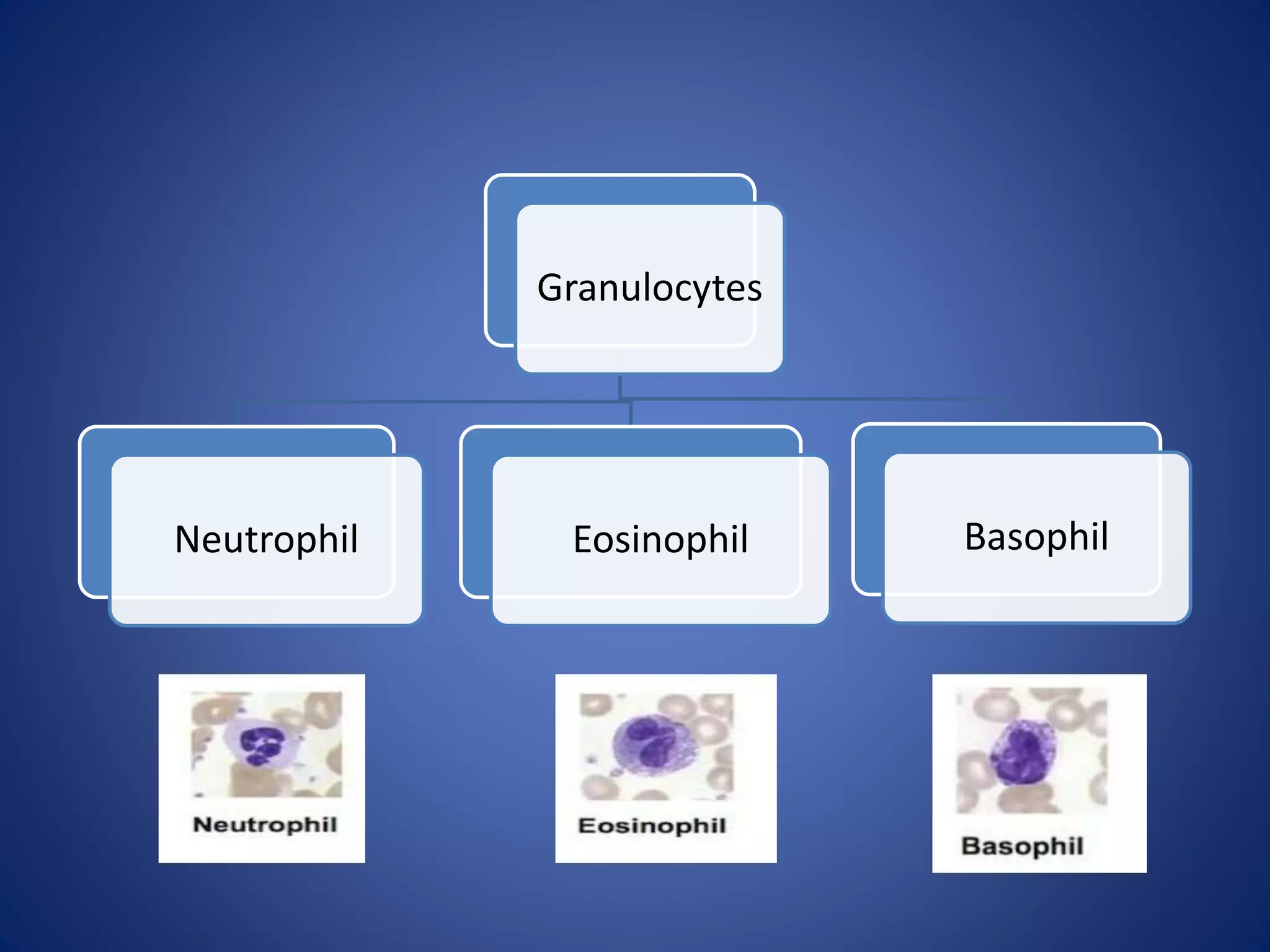 Granulocytes
Neutrophil Eosinophil Basophil
 