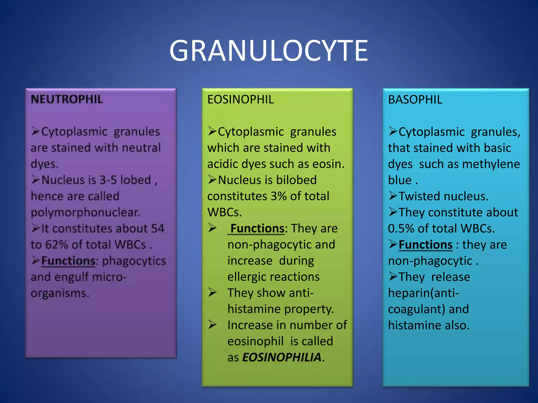 GRANULOCYTE
EOSINOPHIL
Cytoplasmic granules
which are stained with
acidic dyes such as eosin.
Nucleus is bilobed
constitutes 3% of total
WBCs.
 Functions: They are
non-phagocytic and
increase during
ellergic reactions
 They show anti-
histamine property.
 Increase in number of
eosinophil is called
as EOSINOPHILIA.
BASOPHIL
Cytoplasmic granules,
that stained with basic
dyes such as methylene
blue .
Twisted nucleus.
They constitute about
0.5% of total WBCs.
Functions : they are
non-phagocytic .
They release
heparin(anti-
coagulant) and
histamine also.
 