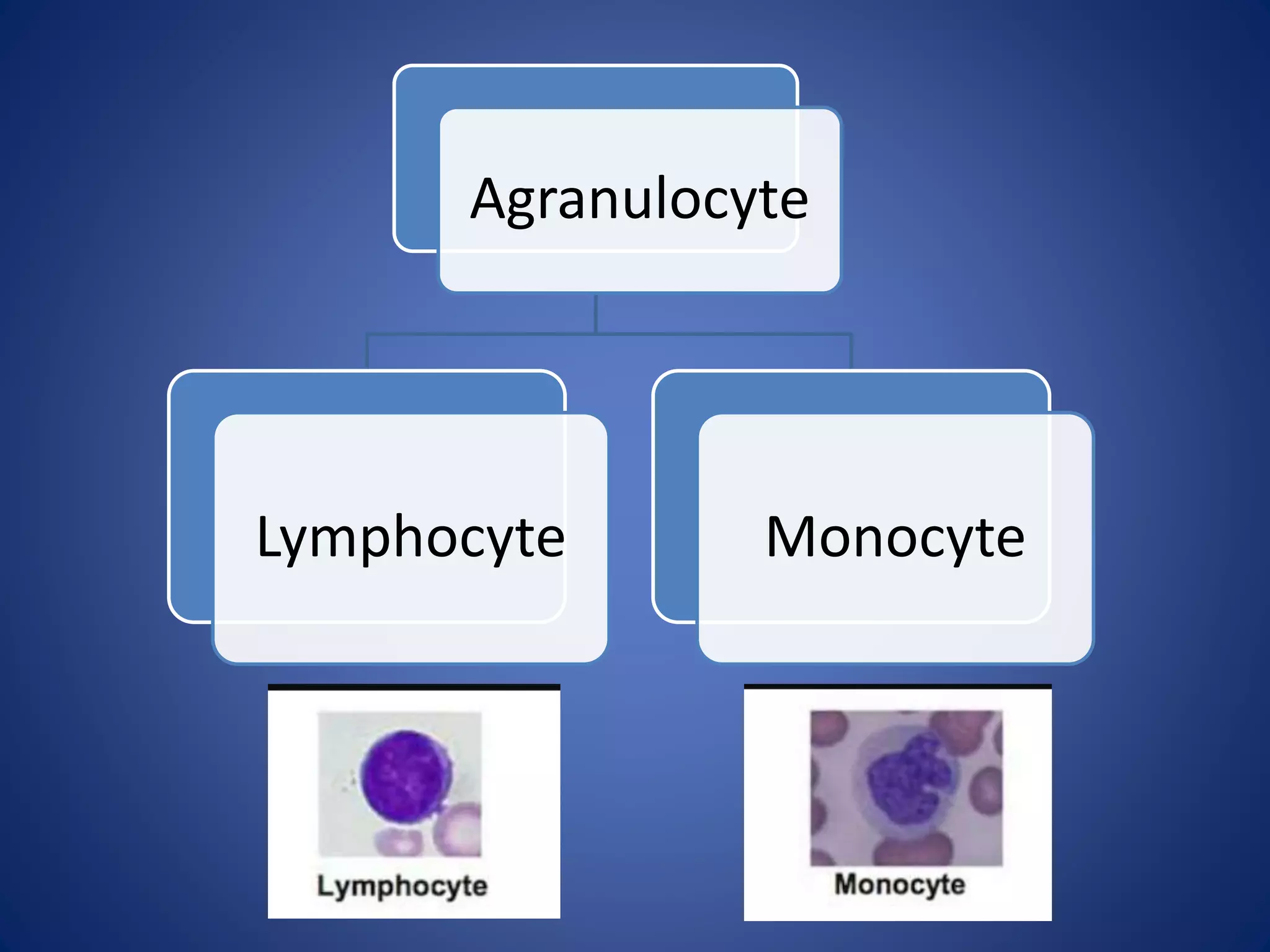 Agranulocyte
Lymphocyte Monocyte
 