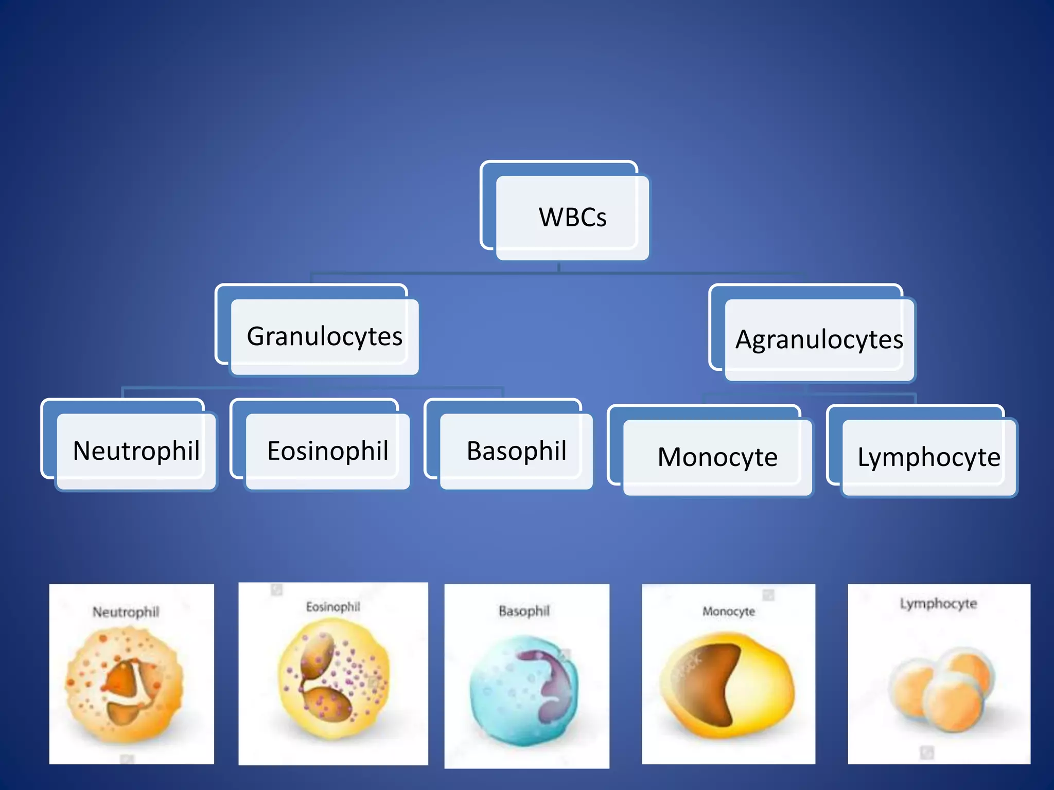 WBCs
Granulocytes
Neutrophil Eosinophil Basophil
Agranulocytes
Monocyte Lymphocyte
 