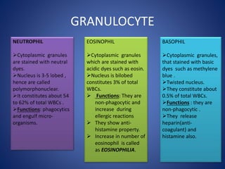 GRANULOCYTE
EOSINOPHIL
Cytoplasmic granules
which are stained with
acidic dyes such as eosin.
Nucleus is bilobed
constitutes 3% of total
WBCs.
 Functions: They are
non-phagocytic and
increase during
ellergic reactions
 They show anti-
histamine property.
 Increase in number of
eosinophil is called
as EOSINOPHILIA.
BASOPHIL
Cytoplasmic granules,
that stained with basic
dyes such as methylene
blue .
Twisted nucleus.
They constitute about
0.5% of total WBCs.
Functions : they are
non-phagocytic .
They release
heparin(anti-
coagulant) and
histamine also.
 