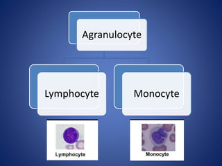 Agranulocyte
Lymphocyte Monocyte
 