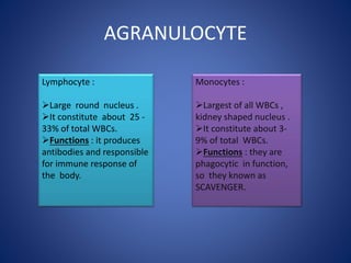 AGRANULOCYTE
Lymphocyte :
Large round nucleus .
It constitute about 25 -
33% of total WBCs.
Functions : it produces
antibodies and responsible
for immune response of
the body.
Monocytes :
Largest of all WBCs ,
kidney shaped nucleus .
It constitute about 3-
9% of total WBCs.
Functions : they are
phagocytic in function,
so they known as
SCAVENGER.
 