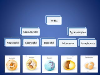 WBCs
Granulocytes
Neutrophil Eosinophil Basophil
Agranulocytes
Monocyte Lymphocyte
 