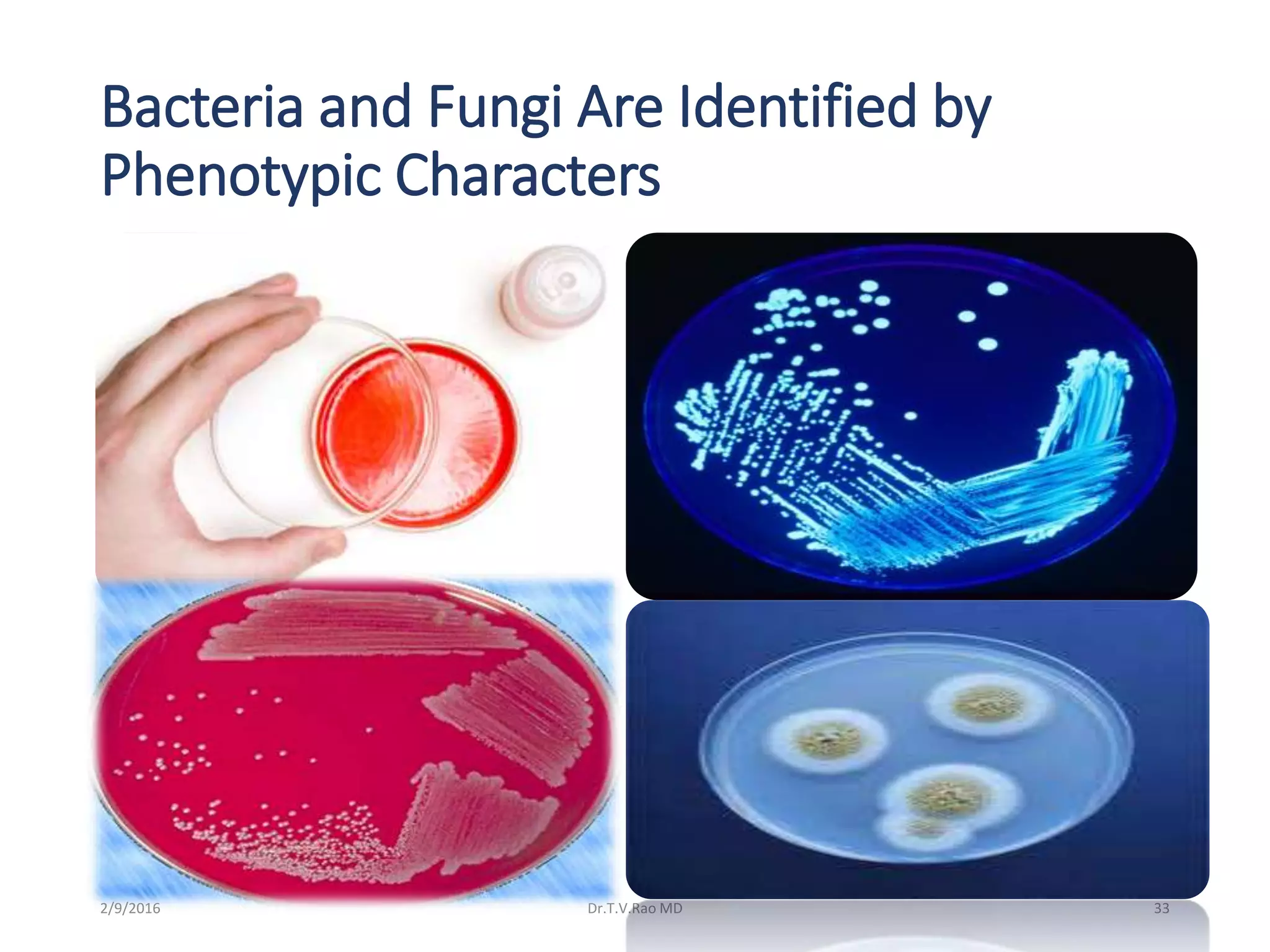 Bacteria and Fungi Are Identified by
Phenotypic Characters
Dr.T.V.Rao MD 332/9/2016
 