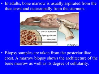 • In adults, bone marrow is usually aspirated from the
iliac crest and occasionally from the sternum.
• Biopsy samples are taken from the posterior iliac
crest. A marrow biopsy shows the architecture of the
bone marrow as well as its degree of cellularity.
 