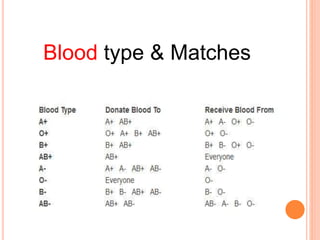 Blood type & Matches 
 