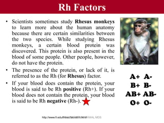 Rh Factors
• Scientists sometimes study Rhesus monkeys
  to learn more about the human anatomy
  because there are certain similarities between
  the two species. While studying Rhesus
  monkeys, a certain blood protein was
  discovered. This protein is also present in the
  blood of some people. Other people, however,
  do not have the protein.
• The presence of the protein, or lack of it, is
  referred to as the Rh (for Rhesus) factor.                 A+ A-
• If your blood does contain the protein, your
  blood is said to be Rh positive (Rh+). If your
                                                             B+ B-
  blood does not contain the protein, your blood            AB+ AB-
  is said to be Rh negative (Rh-).                           O+ O-
                http://www.fi.edu/biosci/blood/rh.html
                                  DR.VINAMRA DHARIWAL MDS
 