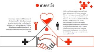 การติดเชื้อ
ทั่วโลกประมาณ 18% ของการเสียชีวิตจากโรคมะเร็ง
เกี่ยวข้องกับโรคติดเชื้อ[4] สัดส่วนนี้แตกต่างกันไปใน
ภูมิภาคต่าง ๆ ของโลกจากที่สูง 25% ในทวีปแอฟริกา
จนถึงน้อยกว่า 10% ในประเทศที่พัฒนาแล้ว[4] ไวรัสเป็น
เชื้อโรคปกติของการติดเชื้อที่ก่อให้เกิดโรคมะเร็ง แต่
แบคทีเรียและปรสิตยังอาจสร้างผลกระทบกับโรคมะเร็งได้
เช่นกัน
ไวรัสที่สามารถทาให้เกิดมะเร็งได้เรียกว่า oncovirus ซึ่งรวมถึง
humam papillomavirus (มะเร็งปากมดลูก), Epstein-Barr
ไวรัส (โรค B-cell lymphoproliferative และโรคมะเร็งโพรงหลัง
จมูก), herpesvirus sarcoma ของ Kaposi (เนื้องอก Kaposi
และ primary effusion lymphomas), ไวรัสตับอักเสบบีและไวรัส
ตับอักเสบ C (มะเร็งตับ), และ human T -cell ไวรัส-1
โรคมะเร็งเม็ดเลือดขาว (leukemias T-cell) การติดเชื้อ
แบคทีเรียยังอาจเพิ่มความเสี่ยงของโรคมะเร็ง เท่าที่เห็นในมะเร็ง
กระเพาะอาหารที่เกิดจาก Helicobacter pylori[45] การติดเชื้อ
ปรสิตเกี่ยวข้องอย่างมากกับโรคมะเร็งรวมถึง Schistosoma
haematobium (มะเร็งเซลล์ squamous ของกระเพาะปัสสาวะ)
และพยาธิใบไม้ในตับ, Opisthorchis viverrini และ Clonorchis
sinensis (มะเร็งท่อน้าดี)[46]
 