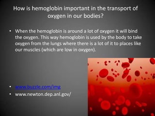 How is hemoglobin important in the transport of oxygen in our bodies?When the hemoglobin is around a lot of oxygen it will bind the oxygen. This way hemoglobin is used by the body to take oxygen from the lungs where there is a lot of it to places like our muscles (which are low in oxygen). www.buzzle.com/imgwww.newton.dep.anl.gov/