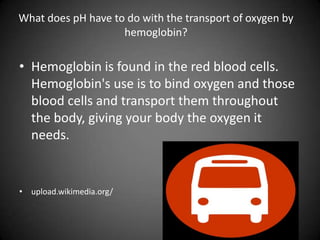 What does pH have to do with the transport of oxygen by hemoglobin?Hemoglobin is found in the red blood cells. Hemoglobin's use is to bind oxygen and those blood cells and transport them throughout the body, giving your body the oxygen it needs.   upload.wikimedia.org/