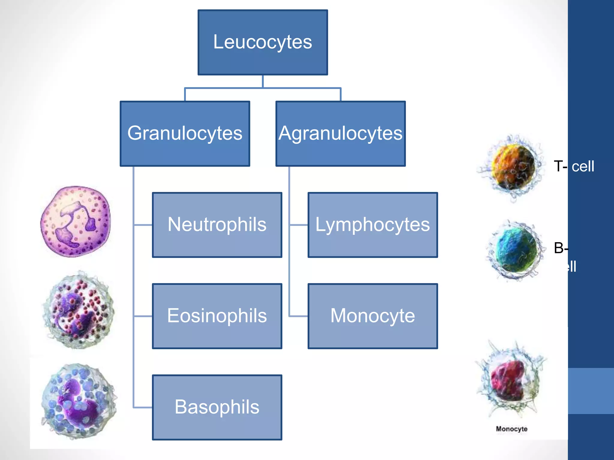 Dyscariasis Blood dyscrasias | PPTX