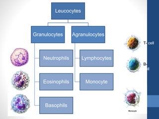 Leucocytes
Granulocytes
Neutrophils
Eosinophils
Basophils
Agranulocytes
Lymphocytes
Monocyte
T- cell
B-
cell
 