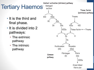 Tertiary Haemostasis
• It is the third and
final phase.
• It is divided into 2
pathways:
• The extrinsic
pathway
• The intrinsic
pathway
 