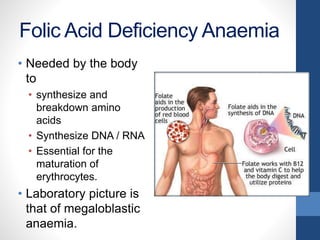 Folic Acid Deficiency Anaemia
• Needed by the body
to
• synthesize and
breakdown amino
acids
• Synthesize DNA / RNA
• Essential for the
maturation of
erythrocytes.
• Laboratory picture is
that of megaloblastic
anaemia.
 