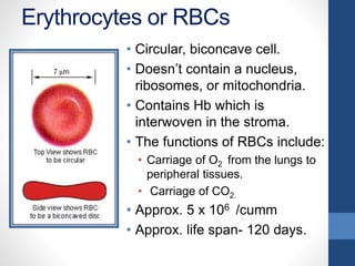 Erythrocytes or RBCs
• Circular, biconcave cell.
• Doesn’t contain a nucleus,
ribosomes, or mitochondria.
• Contains Hb which is
interwoven in the stroma.
• The functions of RBCs include:
• Carriage of O2 from the lungs to
peripheral tissues.
• Carriage of CO2.
• Approx. 5 x 106 /cumm
• Approx. life span- 120 days.
 