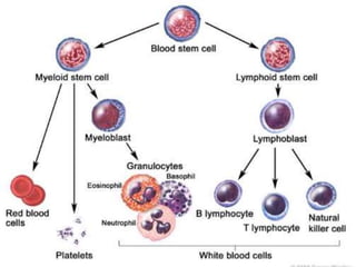 Dyscariasis Blood dyscrasias | PPTX