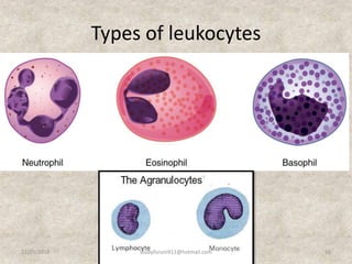Types of leukocytes
12/25/2018 16studyforum911@hotmail.com
 