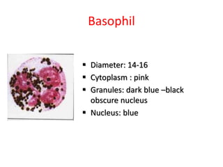 Basophil
 Diameter: 14-16
 Cytoplasm : pink
 Granules: dark blue –black
obscure nucleus
 Nucleus: blue
 