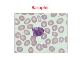 Basophil
 