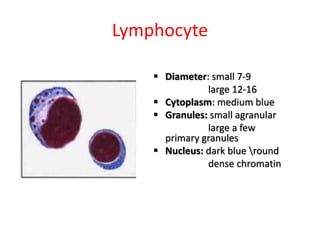 Lymphocyte
 Diameter: small 7-9
large 12-16
 Cytoplasm: medium blue
 Granules: small agranular
large a few
primary granules
 Nucleus: dark blue round
dense chromatin
 