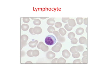 Lymphocyte
 