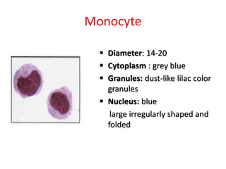 Monocyte
 Diameter: 14-20
 Cytoplasm : grey blue
 Granules: dust-like lilac color
granules
 Nucleus: blue
large irregularly shaped and
folded
 