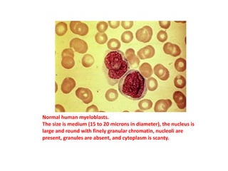 Normal human myeloblasts.
The size is medium (15 to 20 microns in diameter), the nucleus is
large and round with finely granular chromatin, nucleoli are
present, granules are absent, and cytoplasm is scanty.
 
