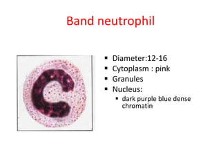 Band neutrophil
 Diameter:12-16
 Cytoplasm : pink
 Granules
 Nucleus:
 dark purple blue dense
chromatin
 