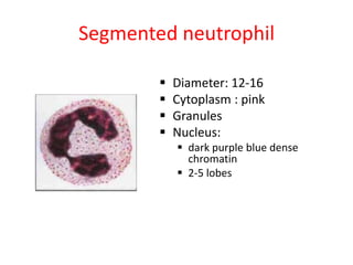 Segmented neutrophil
 Diameter: 12-16
 Cytoplasm : pink
 Granules
 Nucleus:
 dark purple blue dense
chromatin
 2-5 lobes
 