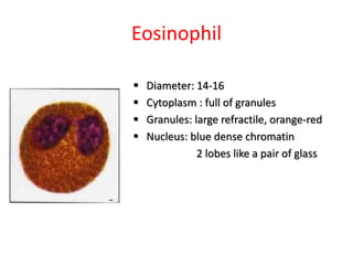 Eosinophil
 Diameter: 14-16
 Cytoplasm : full of granules
 Granules: large refractile, orange-red
 Nucleus: blue dense chromatin
2 lobes like a pair of glass
 
