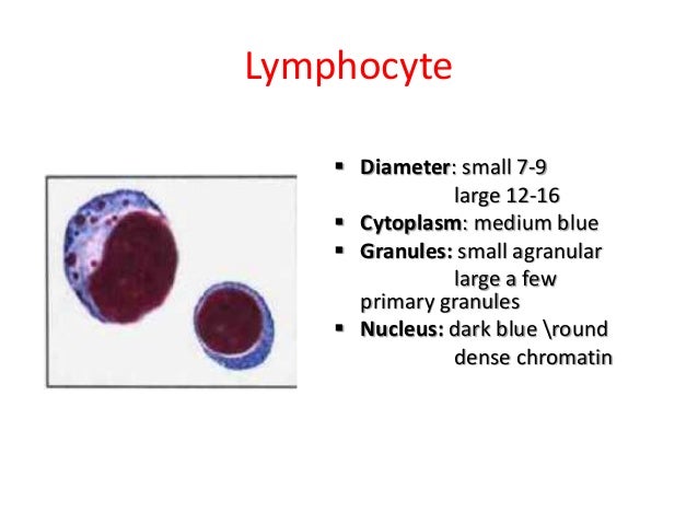 blood film size of lymphocytes
