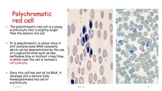 BLOOD FILM COMMENT part one.pptx