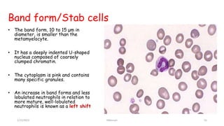 BLOOD FILM COMMENT part one.pptx